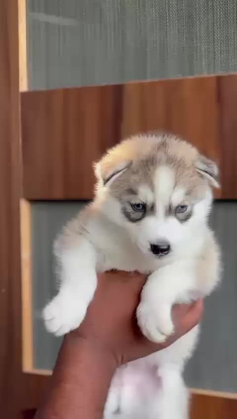 @Dr.virdisarpanch999