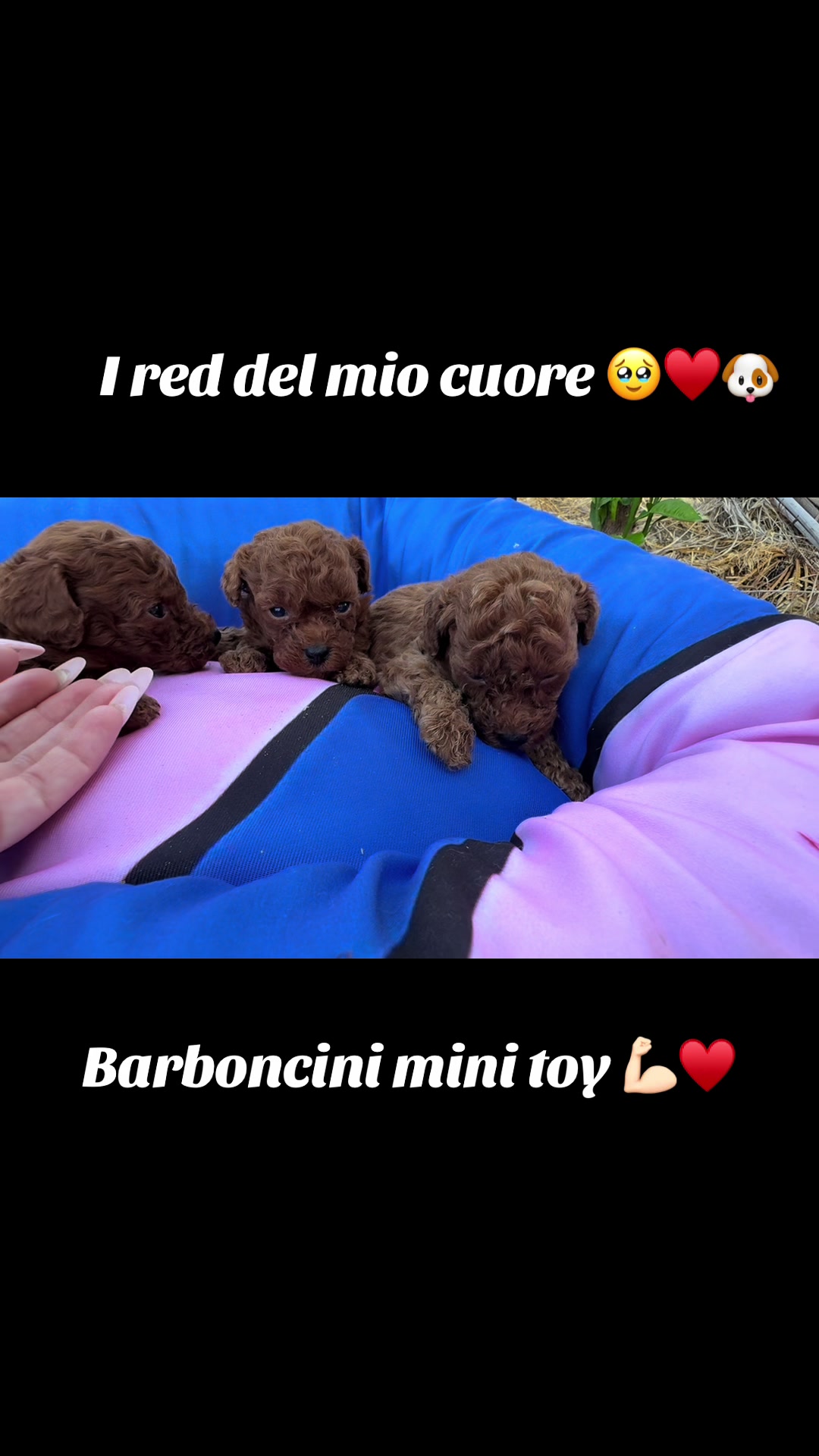 @cuccioli meravigliosi