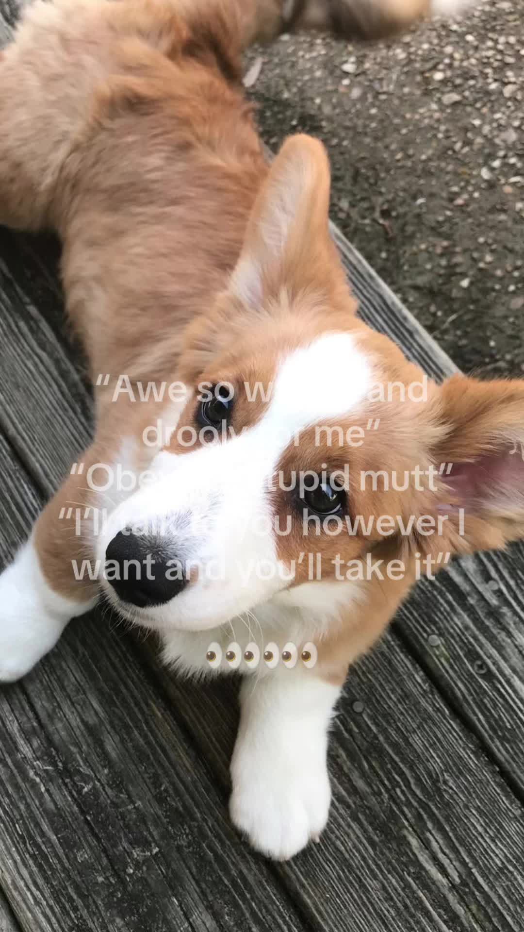@mimi🐾