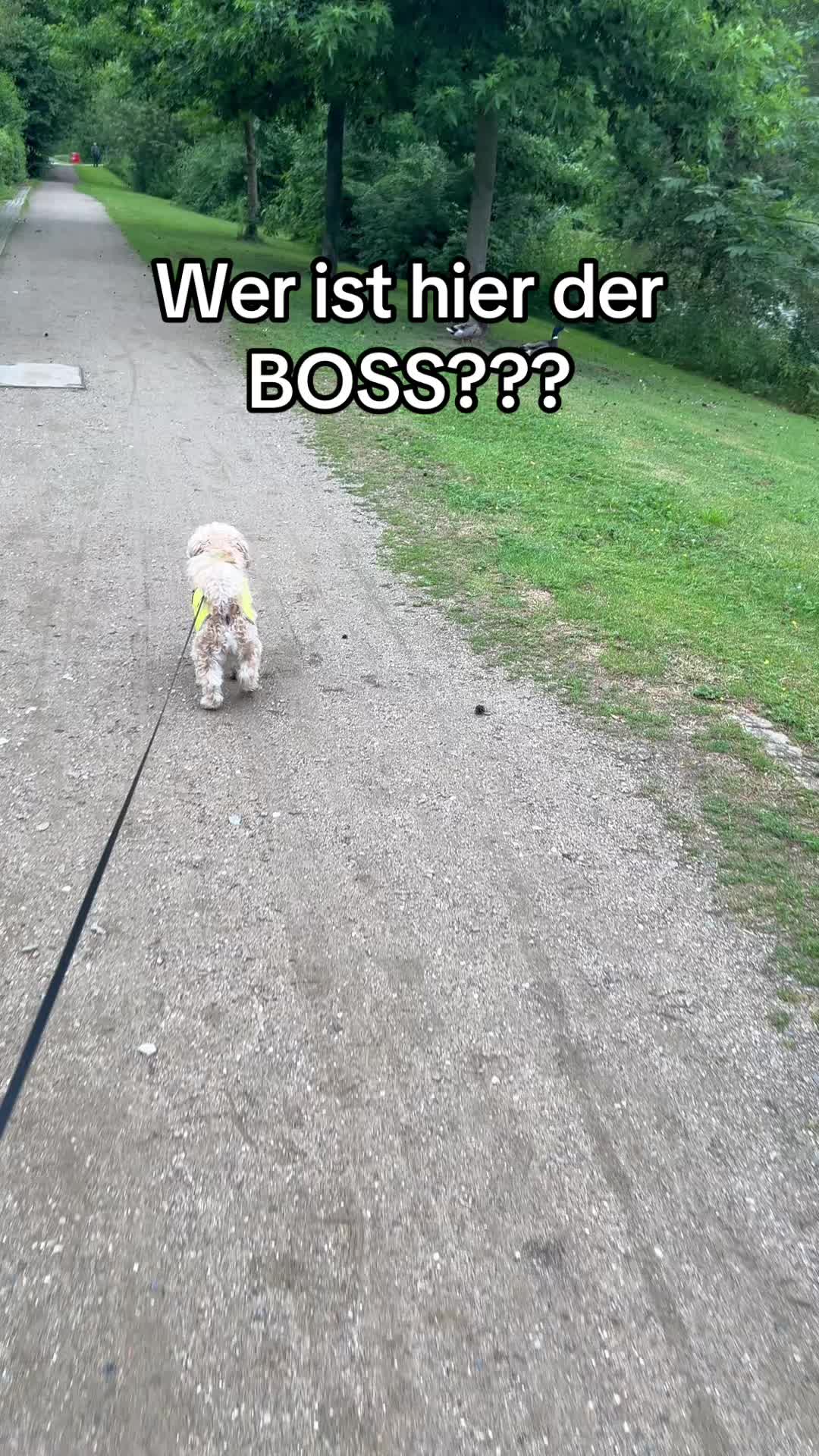 @DogMilow