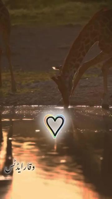 @❀𝐐𝐔𝐑𝐀𝐍♡𝐕𝐈𝐁𝐄𝐒❀