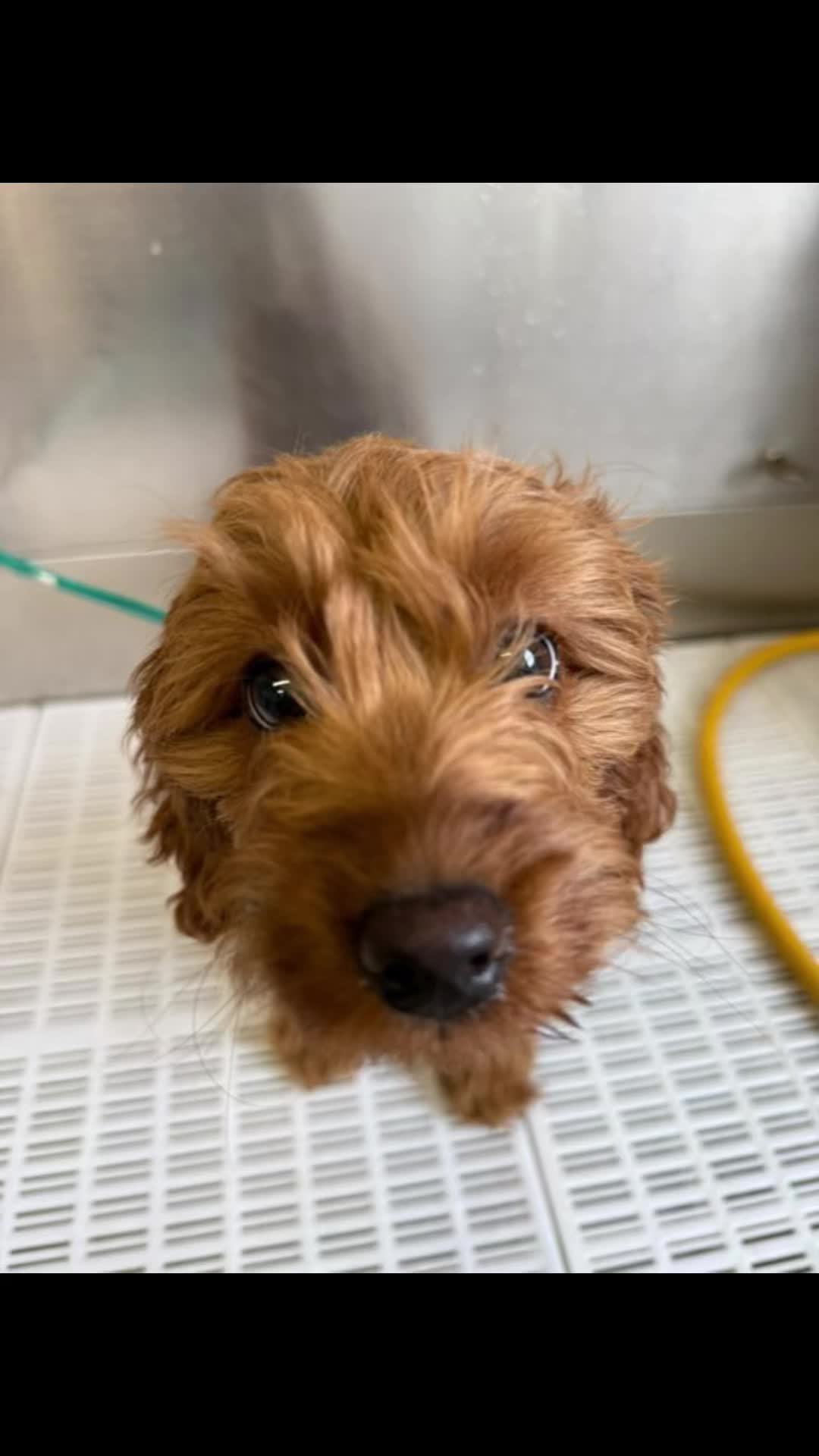 @Pet Angels