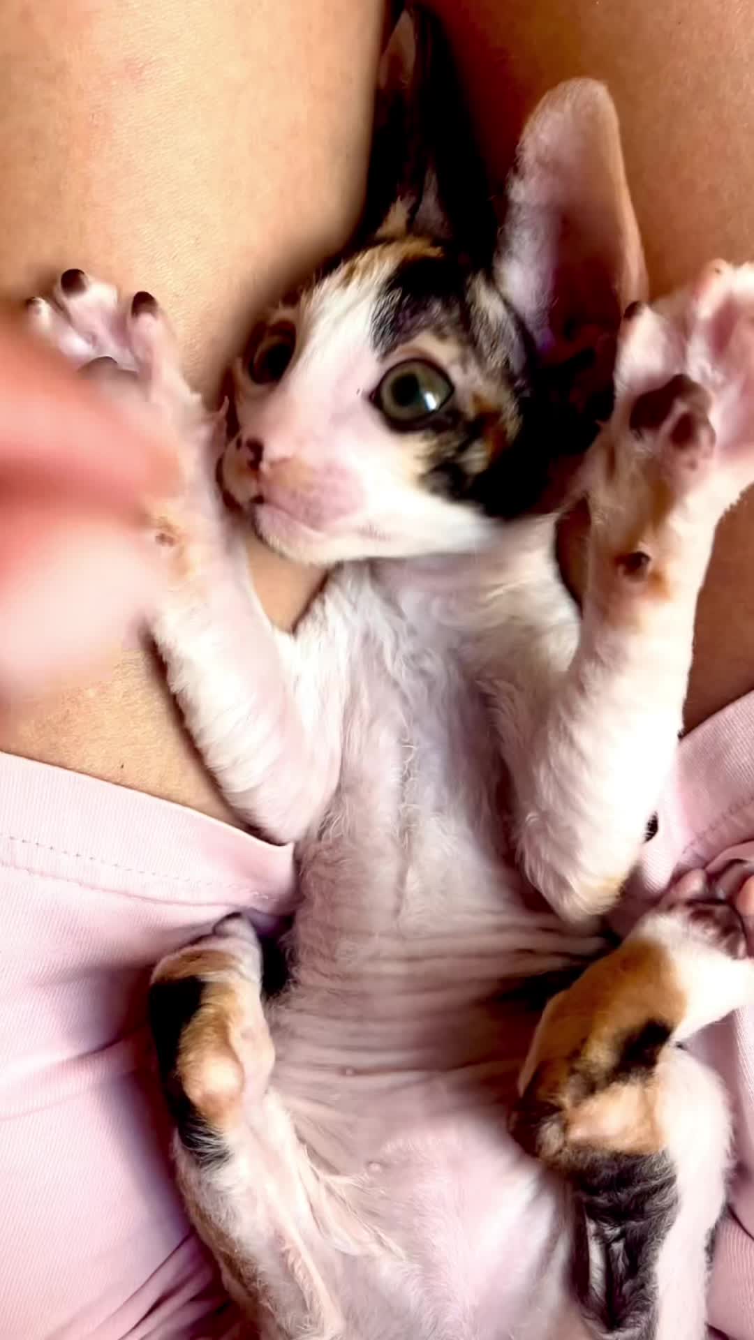 @patimolli_cattery