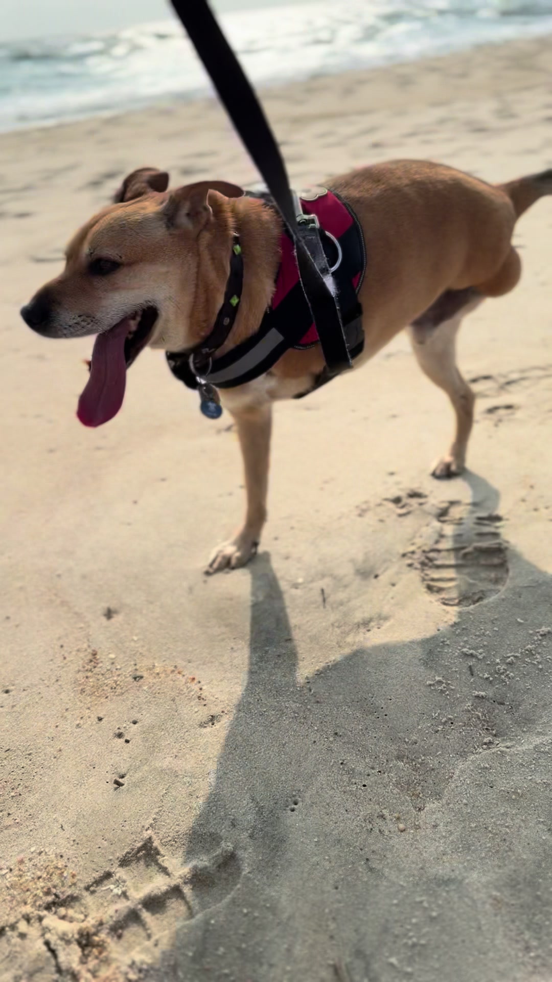 @2legdogs