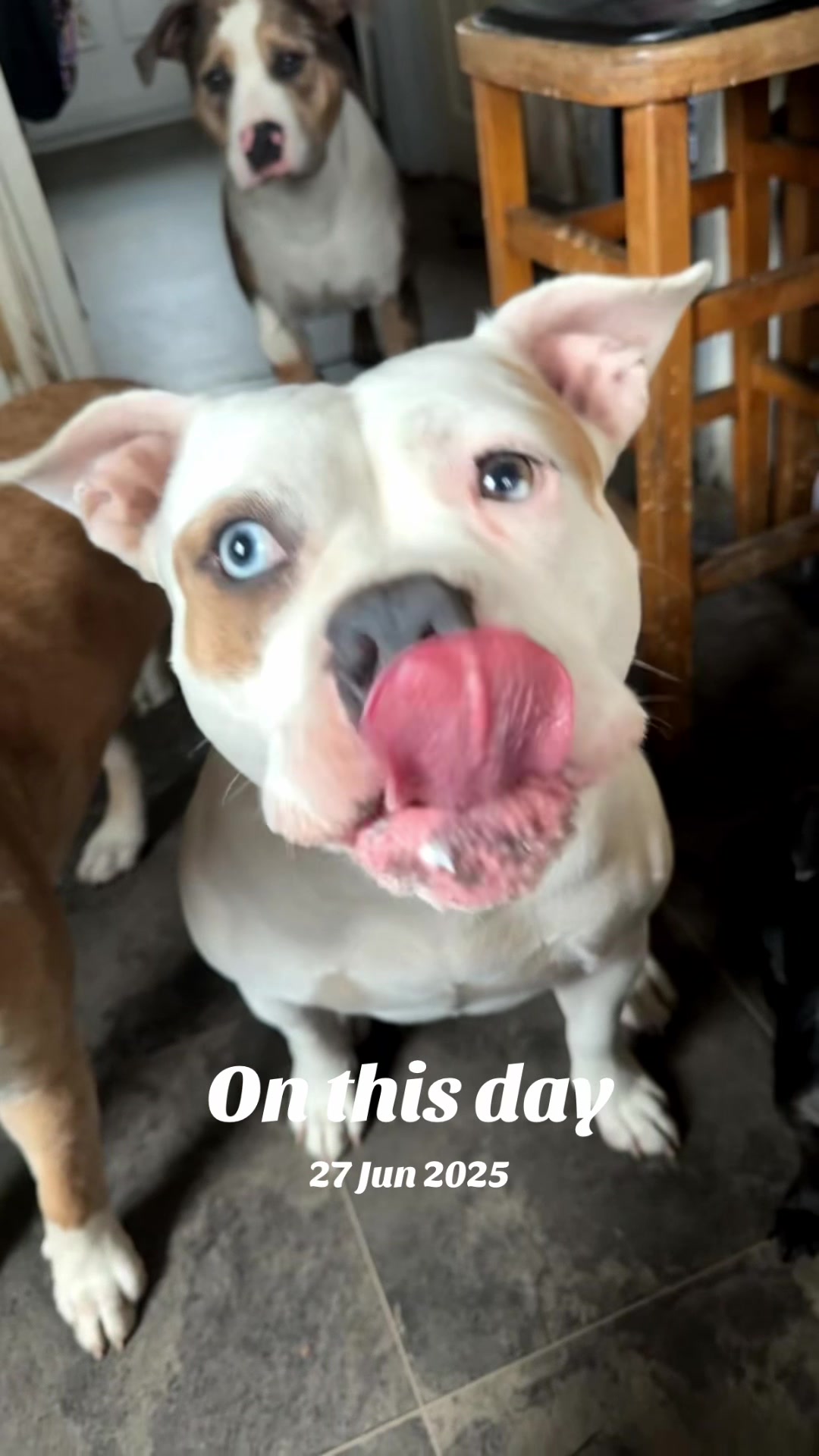 @Abby🦋🐾