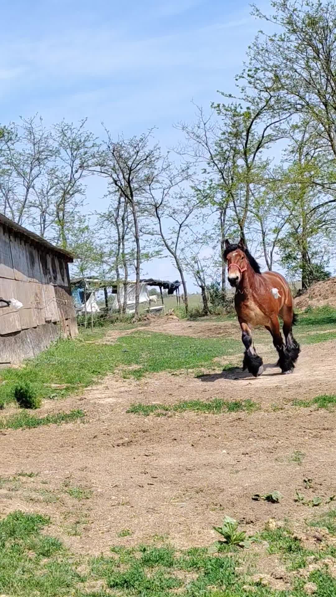@Andrei Fernye
