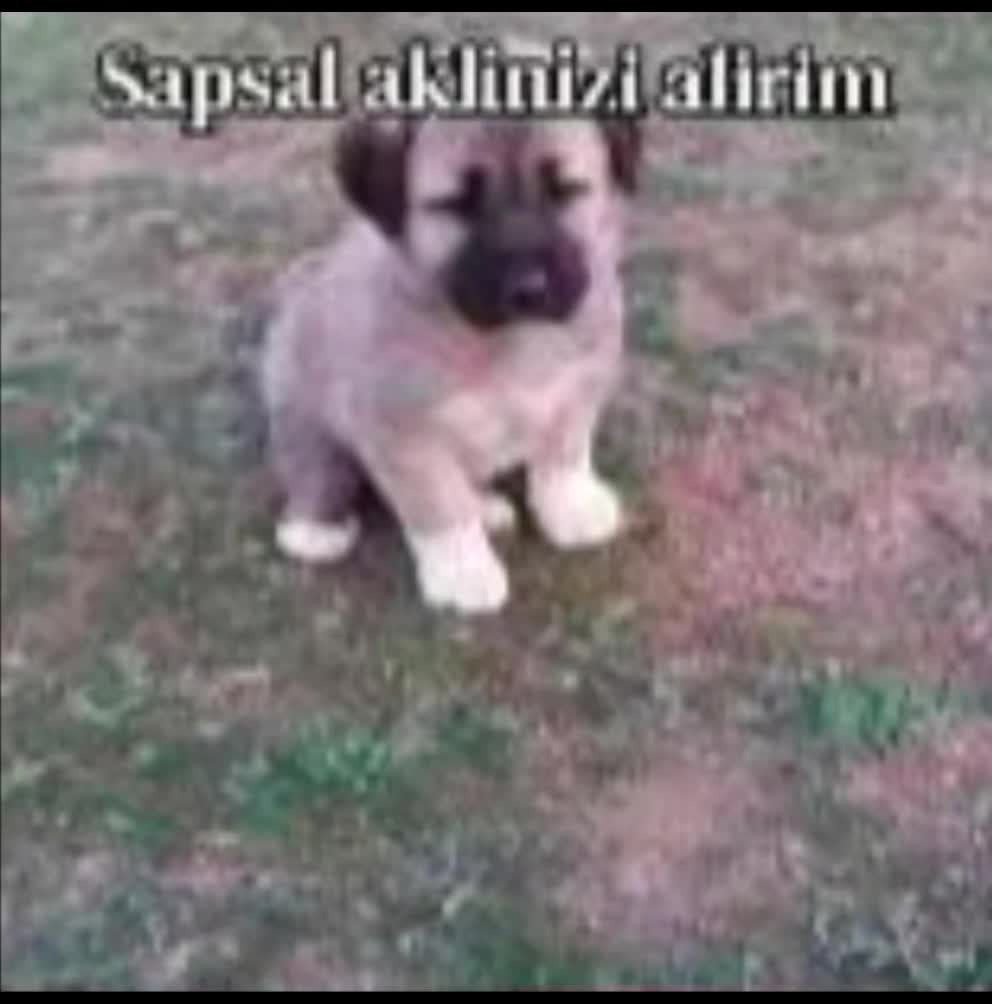 @poser_baskani4