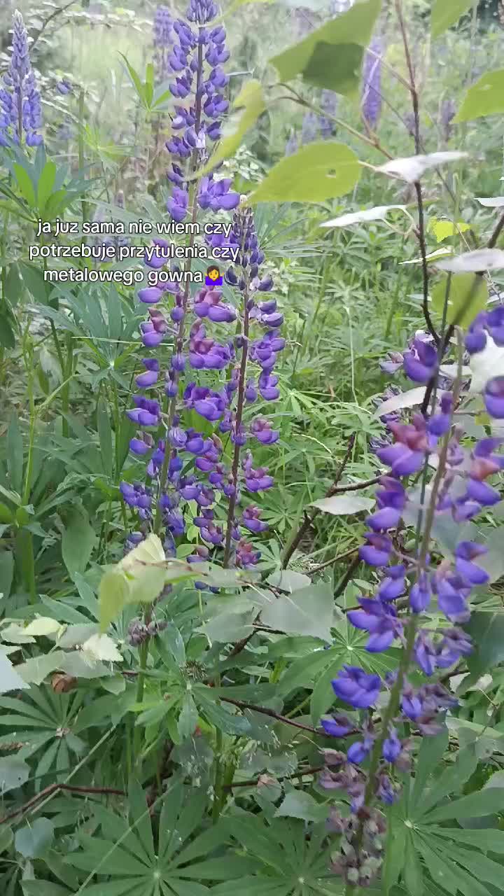 @user264920293749