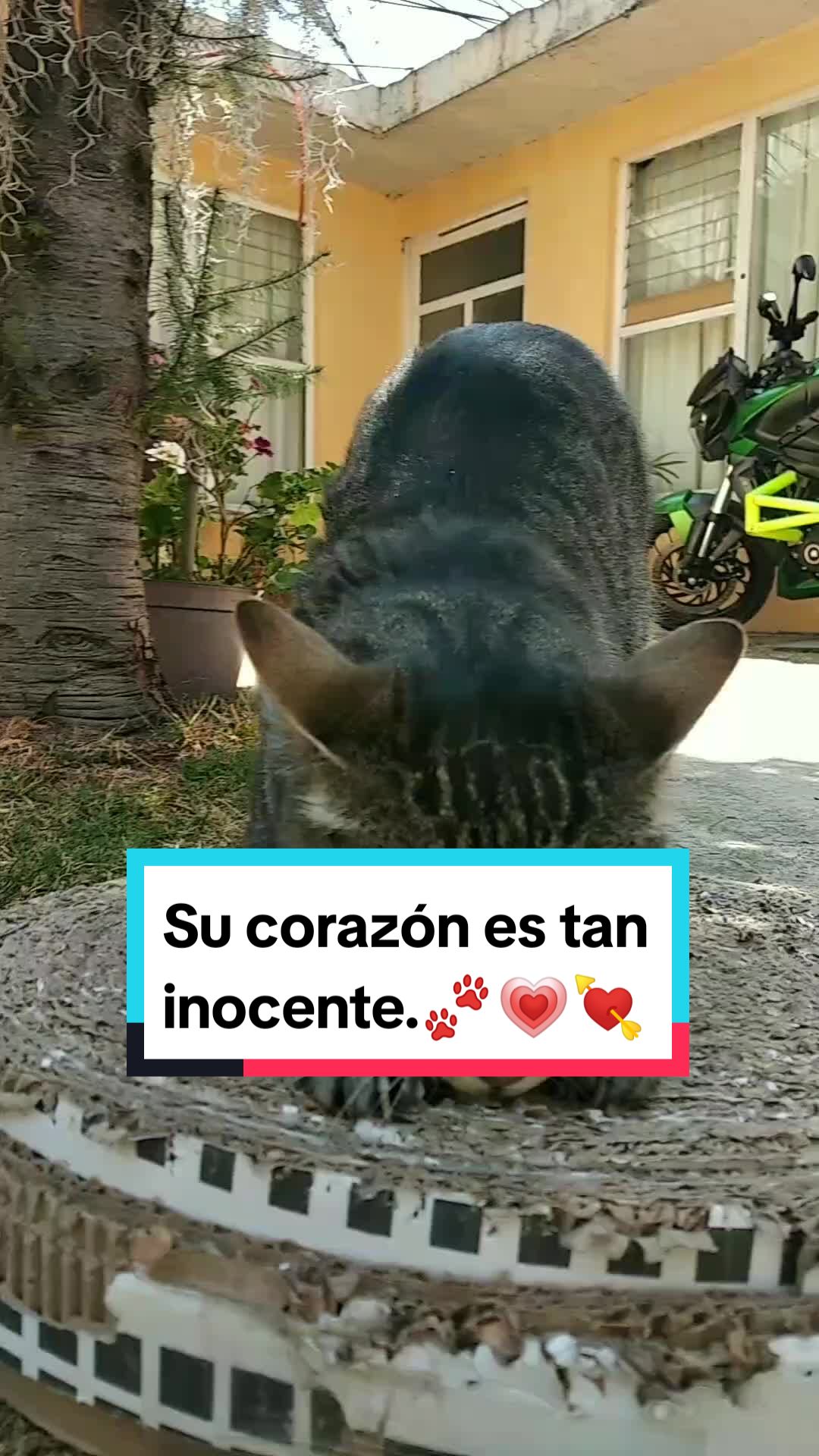 @Lunita🐱🌜