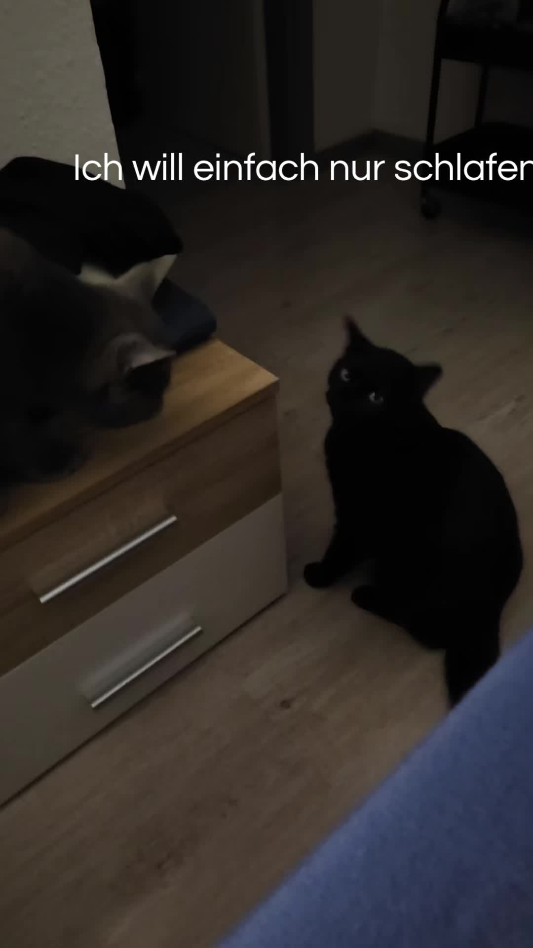 @Rodriguez & Cats ๐๐พ