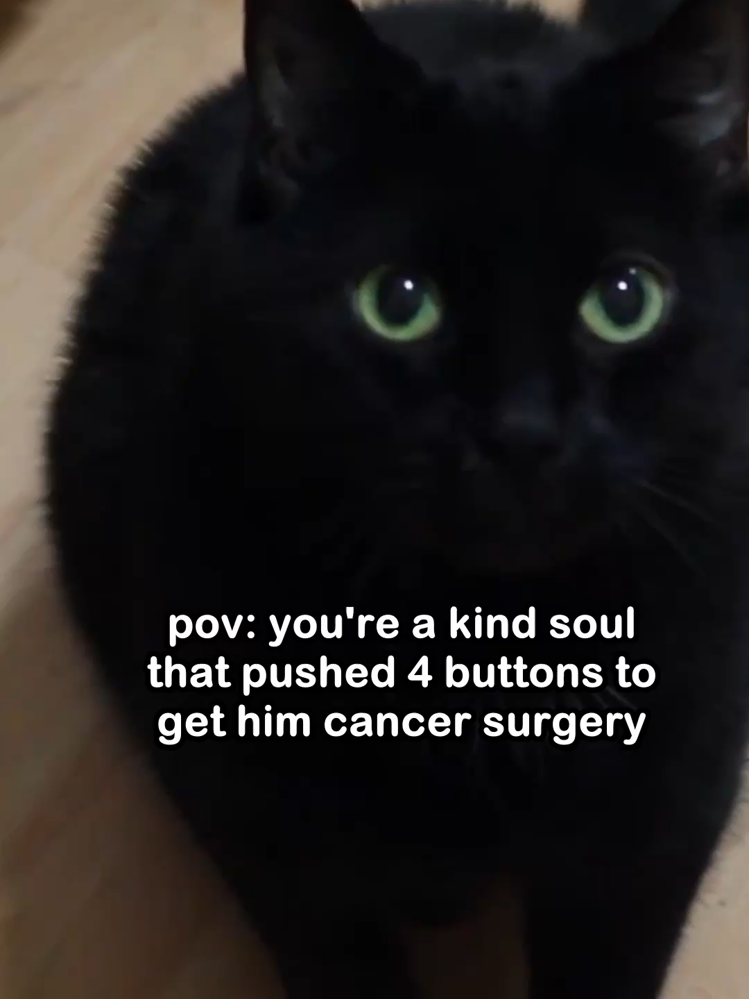 @Saving Paul the brave Cat!