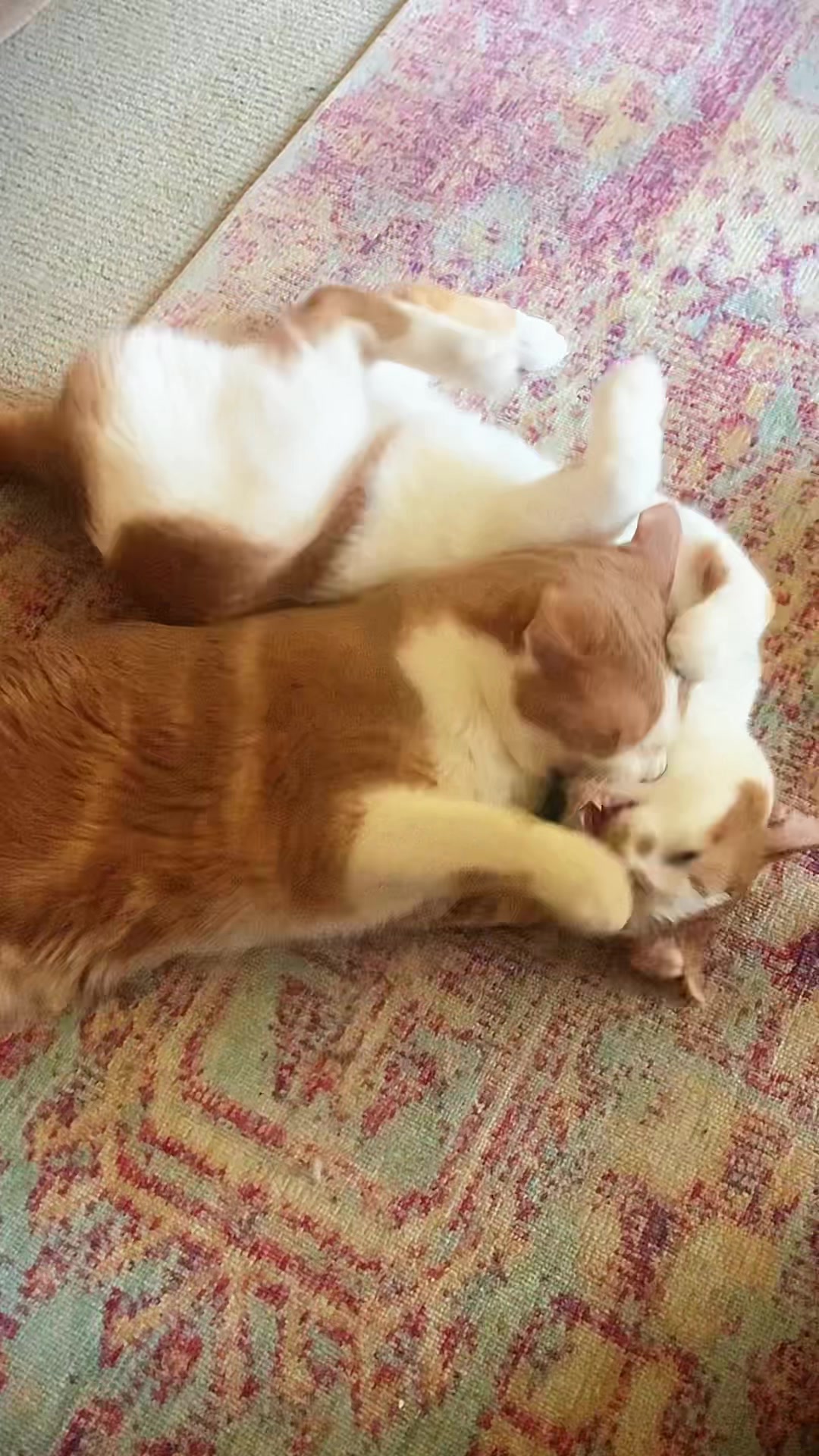 @🐈 Elvis & Friends 🐈