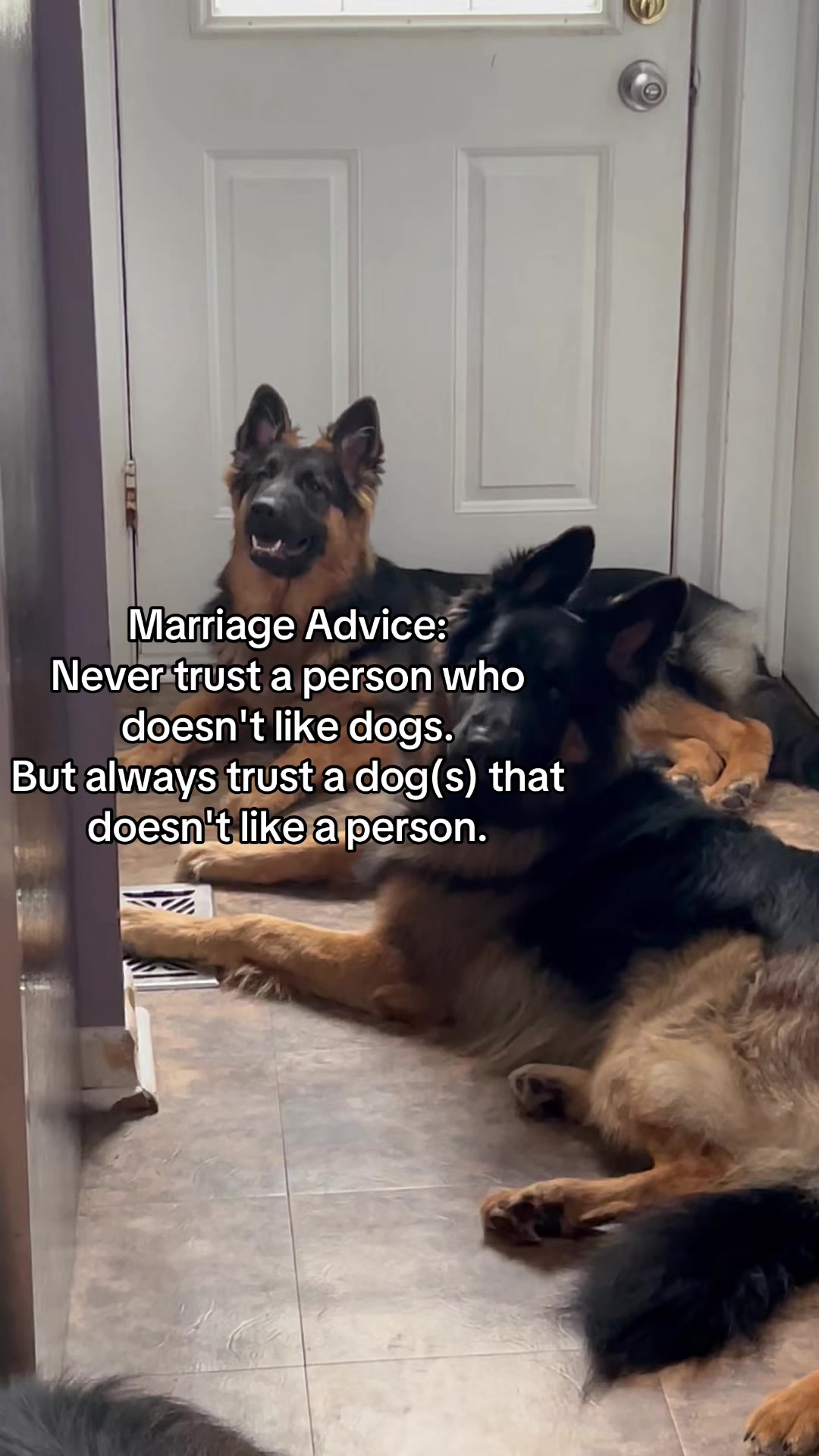 @ksdoggos