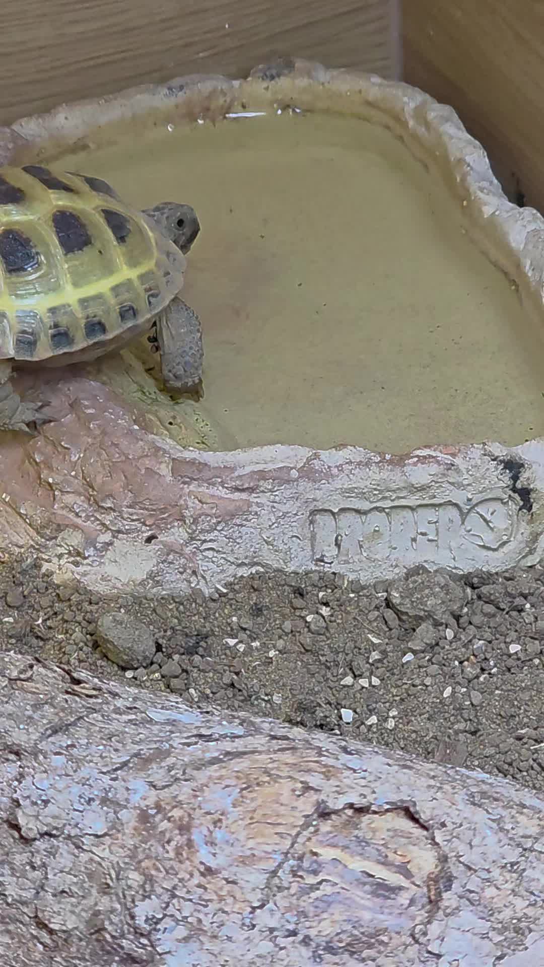 @speedy_the_tortoise