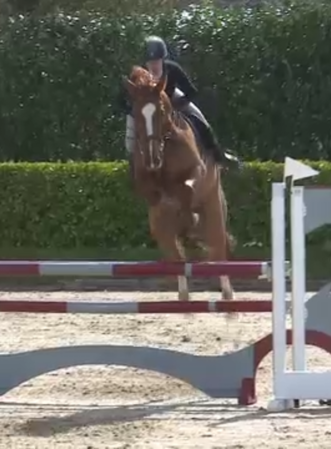 @irishsporthorses