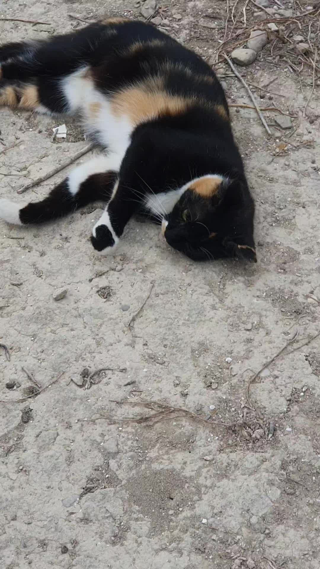 @Susancats
