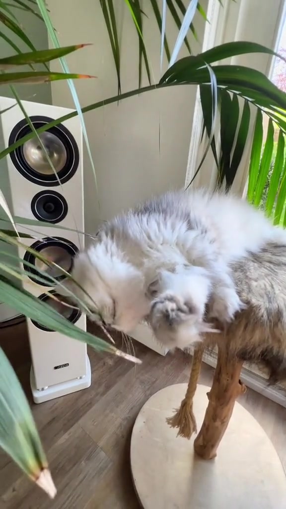 @Dutchkittycat