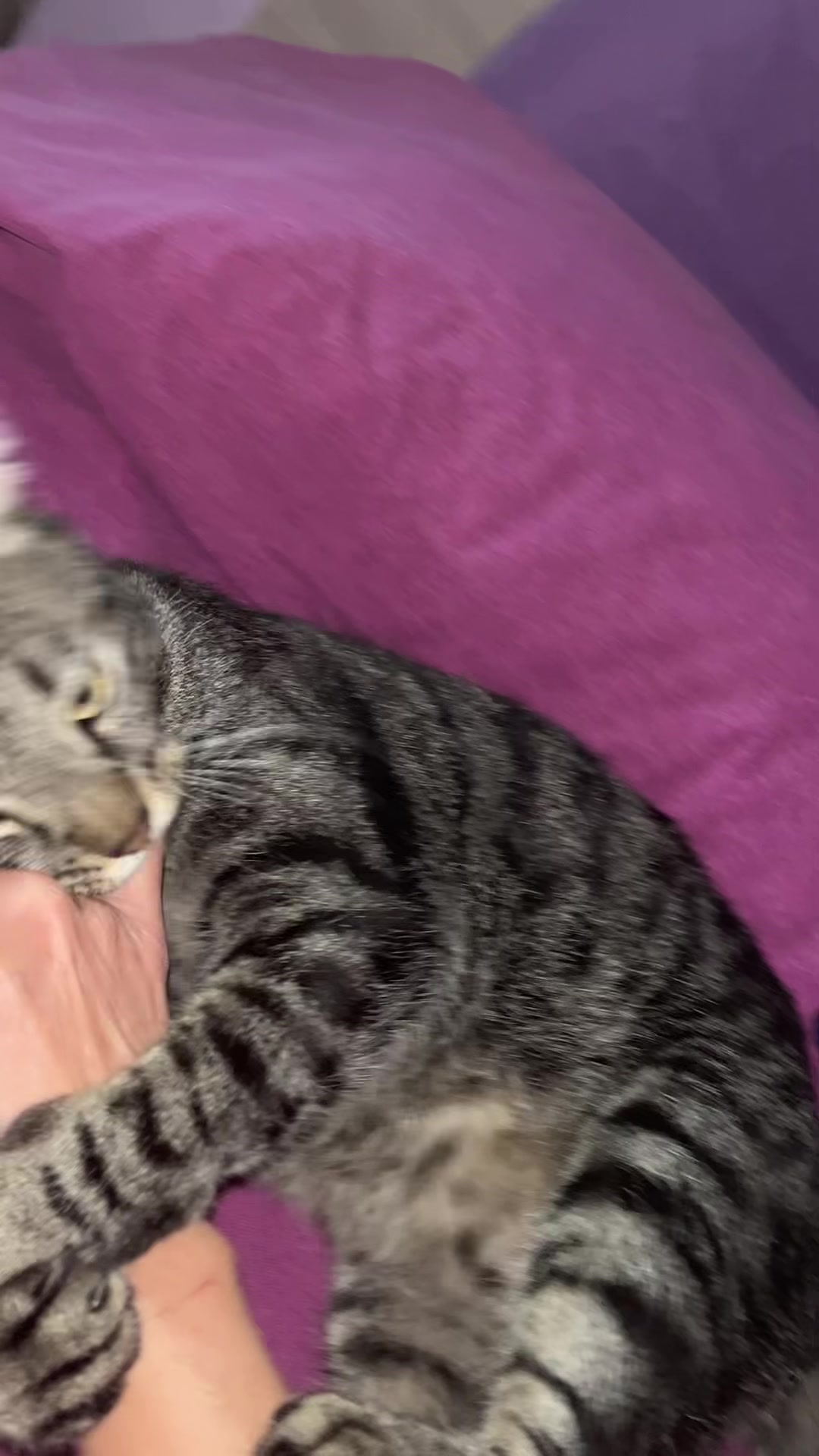 @🐾 𝒦𝒶t 🐾