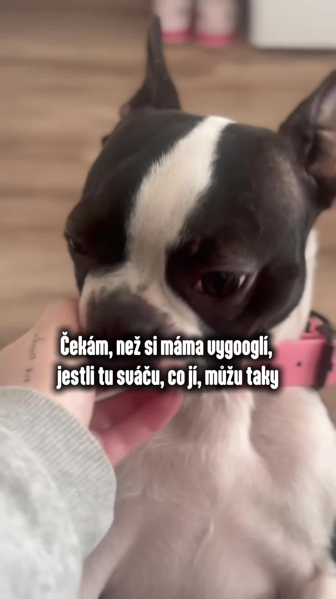 @animall_cz