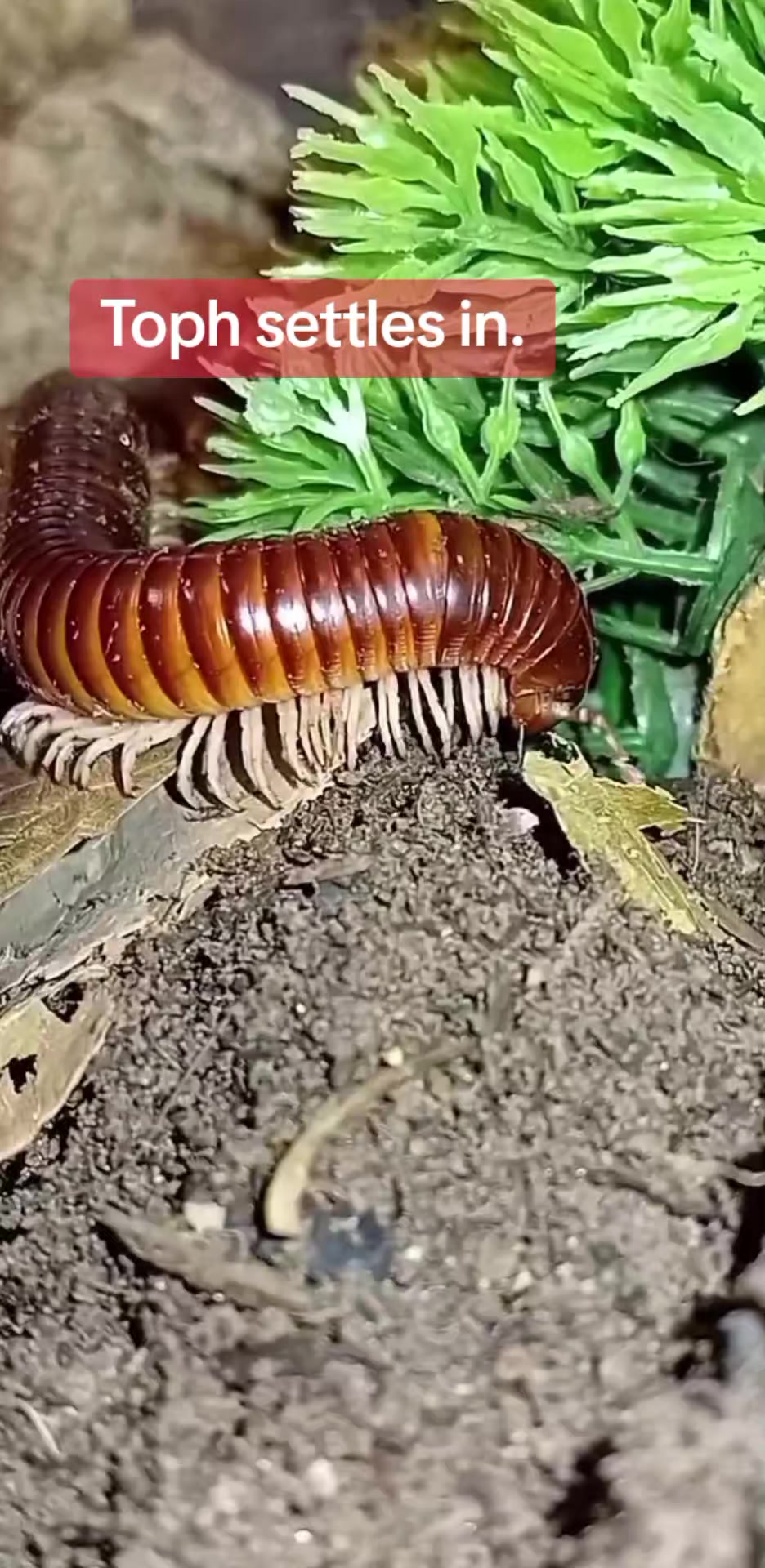 @creepy.crawlie.claire