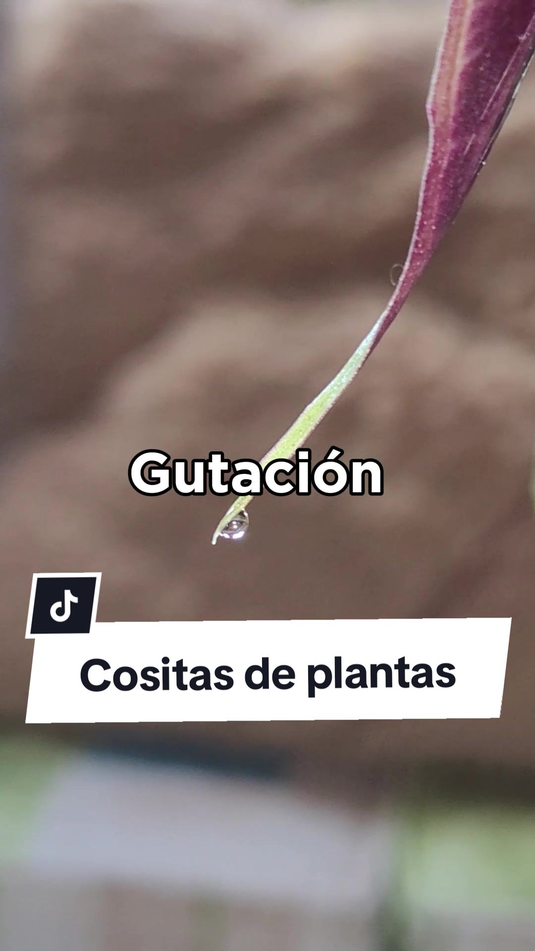 @Plantolog&iacute;a🌿
