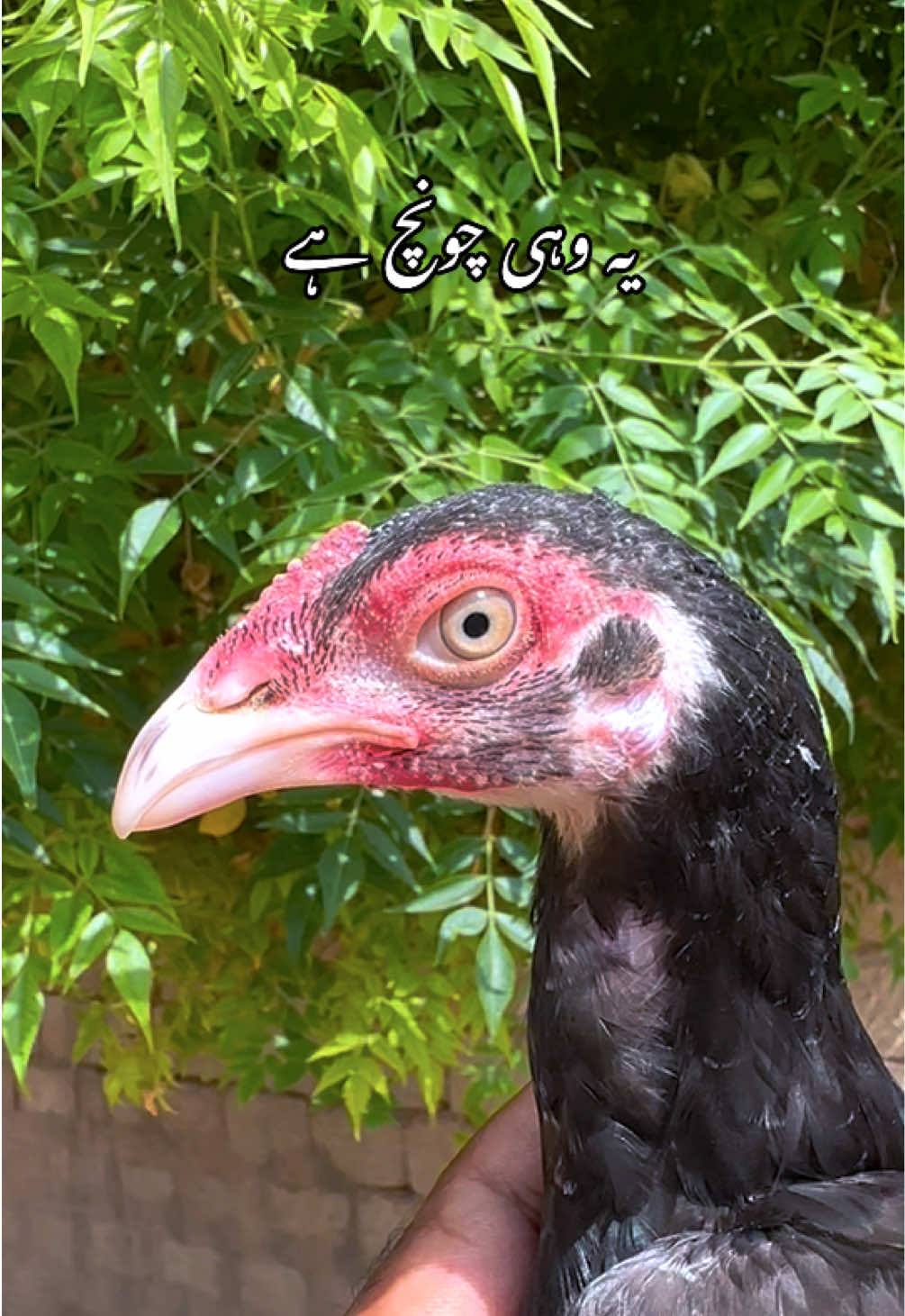 @Poultry Markaz