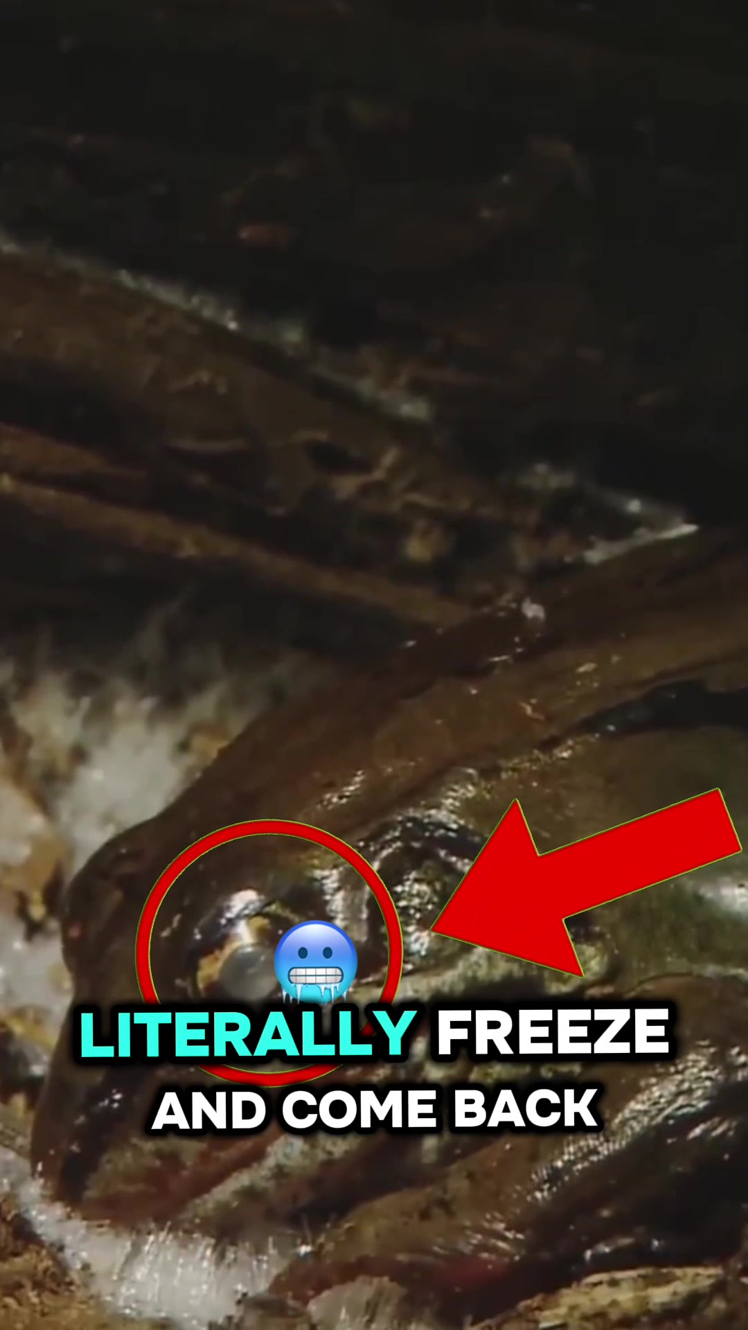 @Facts Fuel