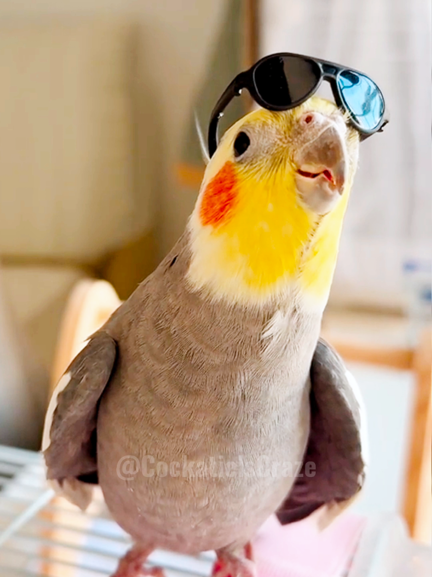 @Cockatiels Craze
