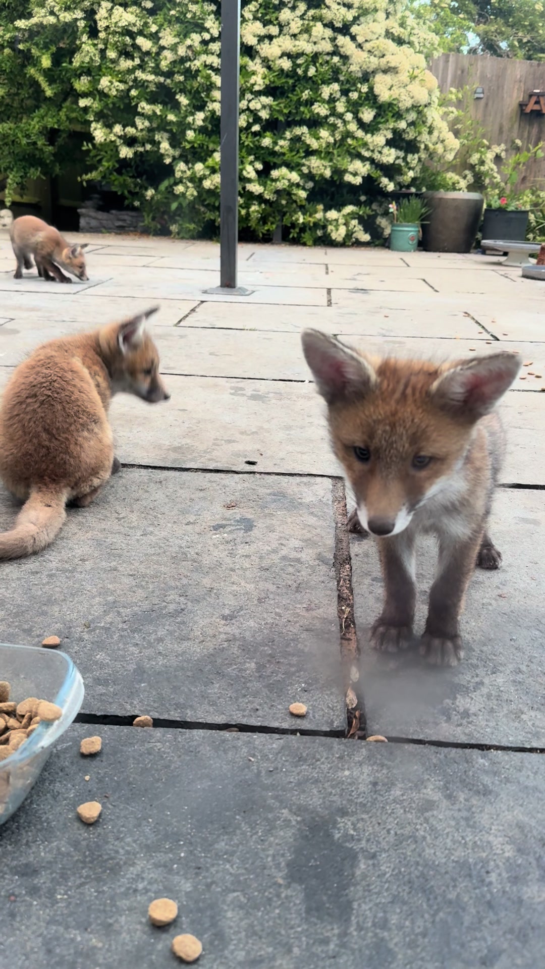 @gp_foxes