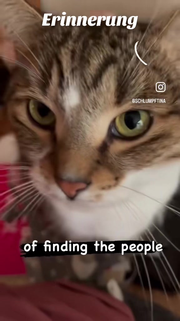 @Tina🙋🏼♀️Shiva🐈⬛❤️Mou🐈