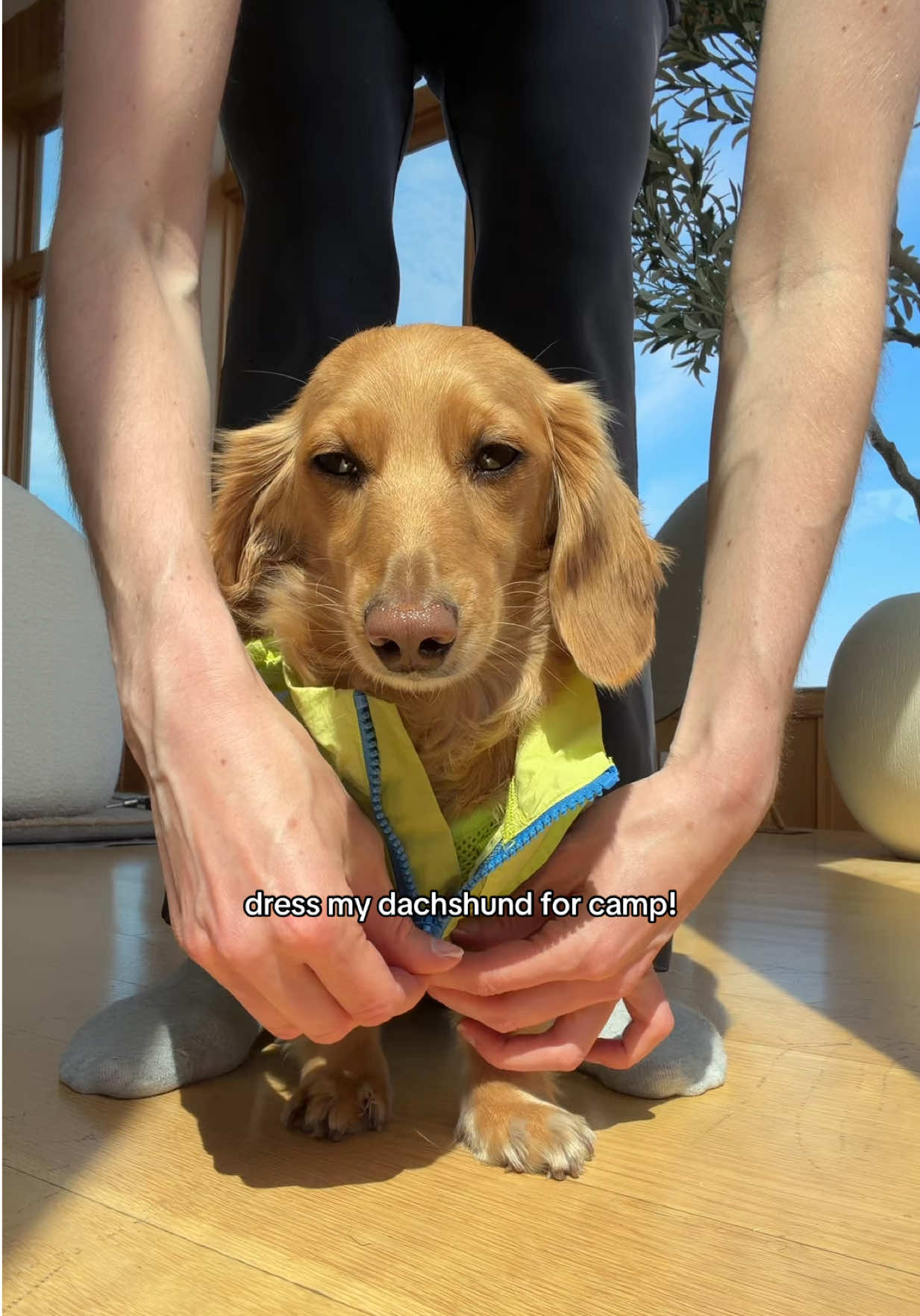 @cashewdachshund
