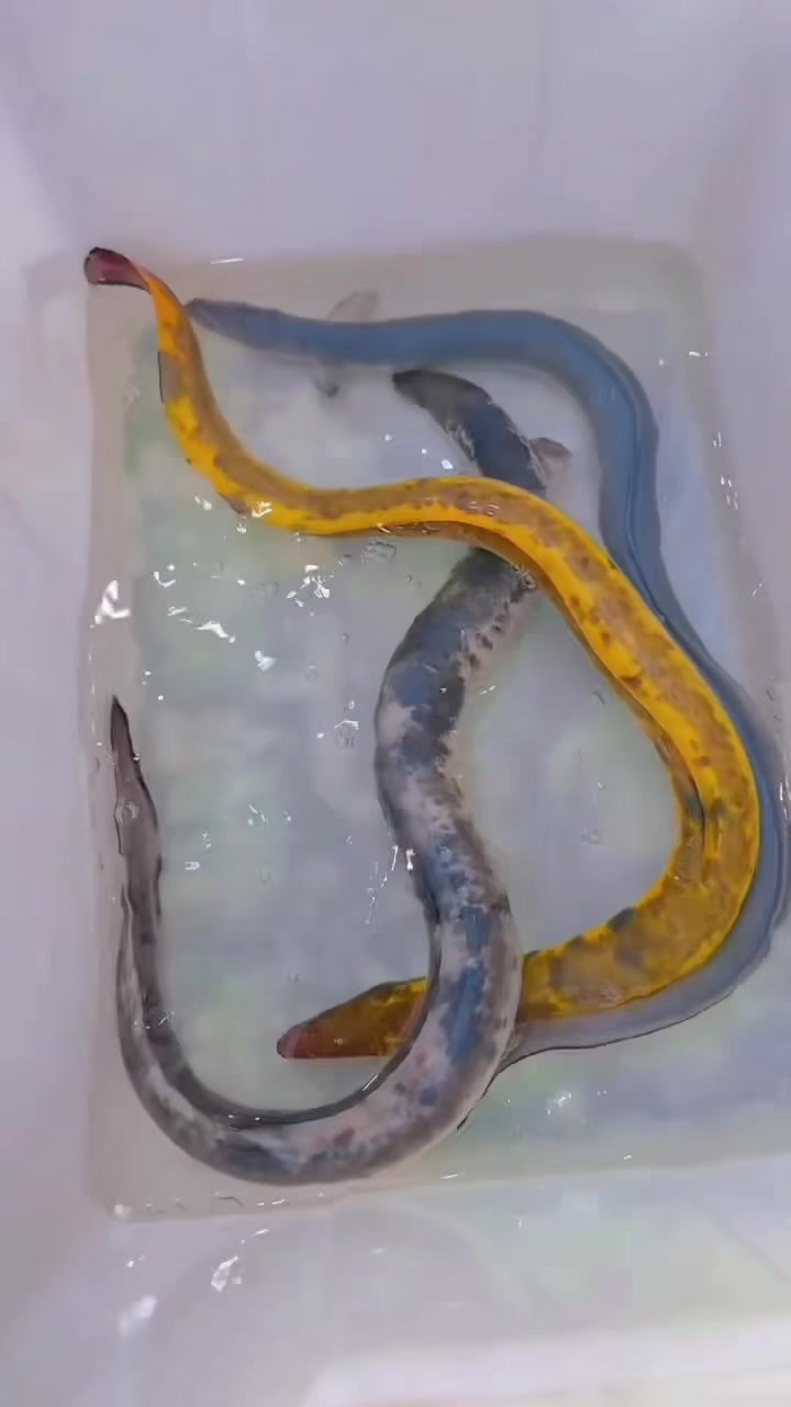 @網上看魚