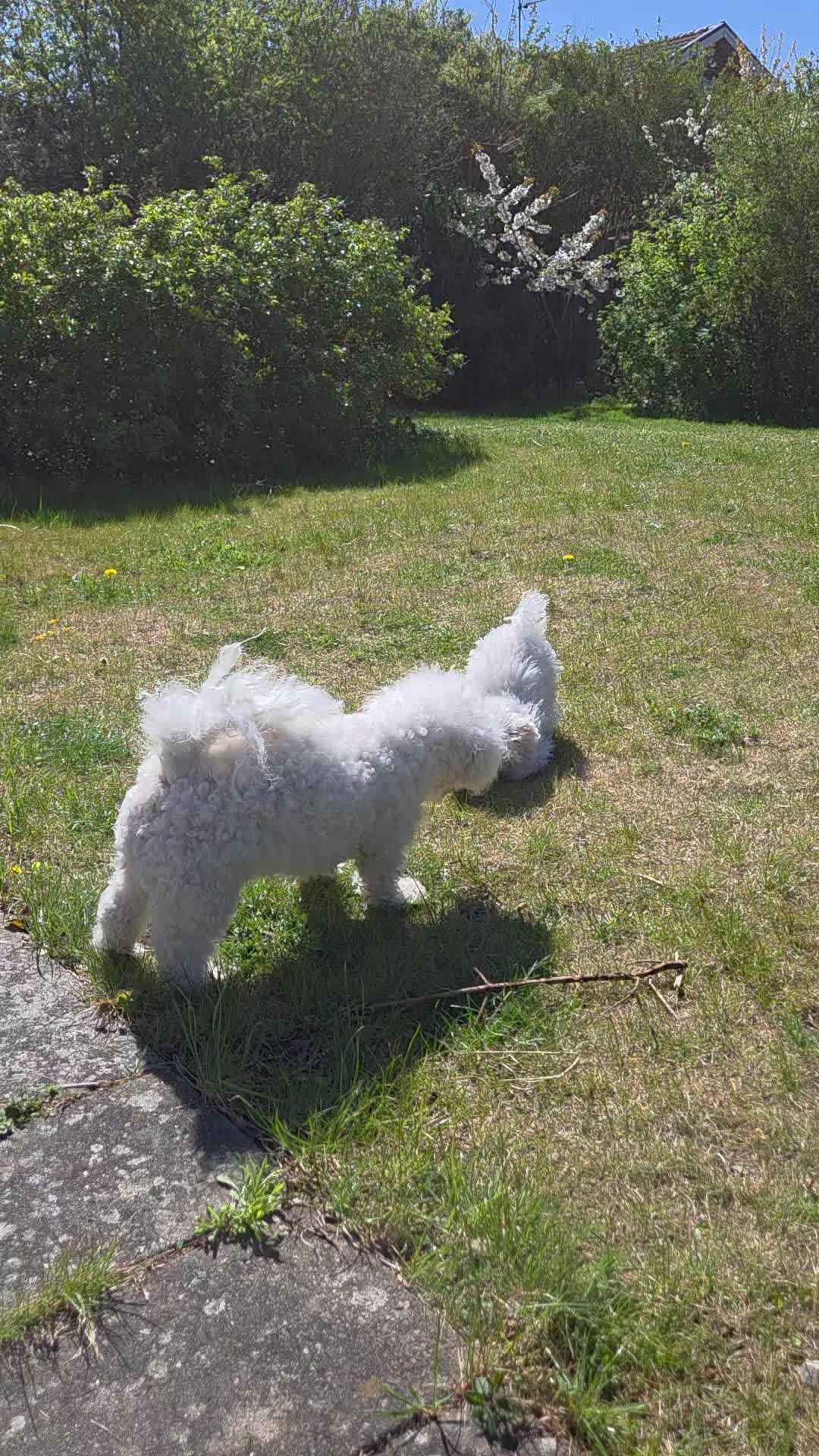 @TessiBichon