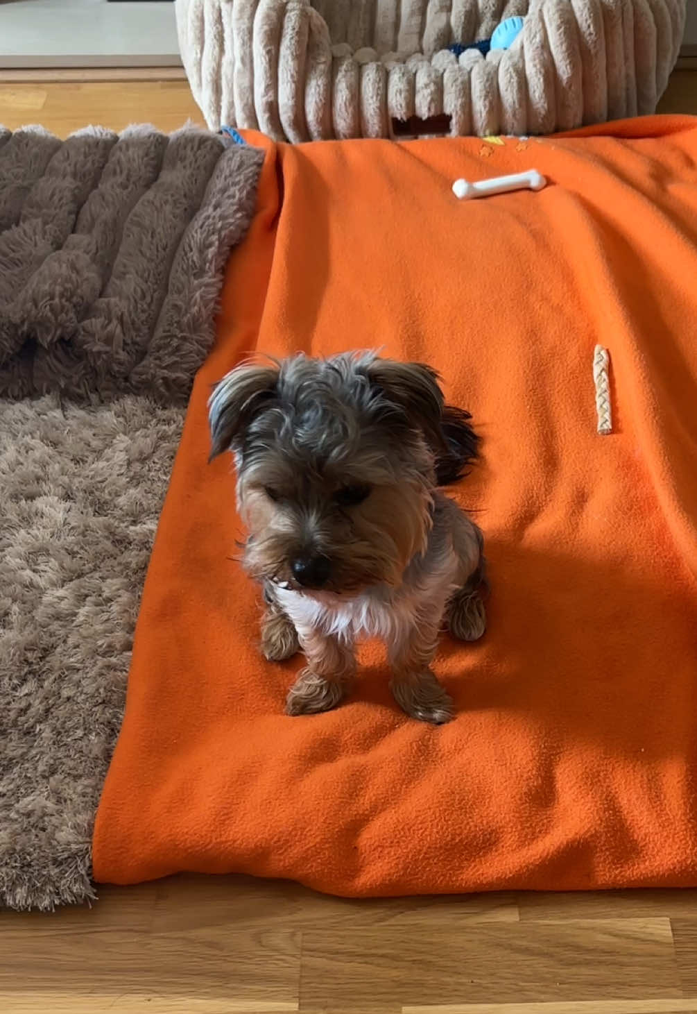 @Benjie the Yorkie