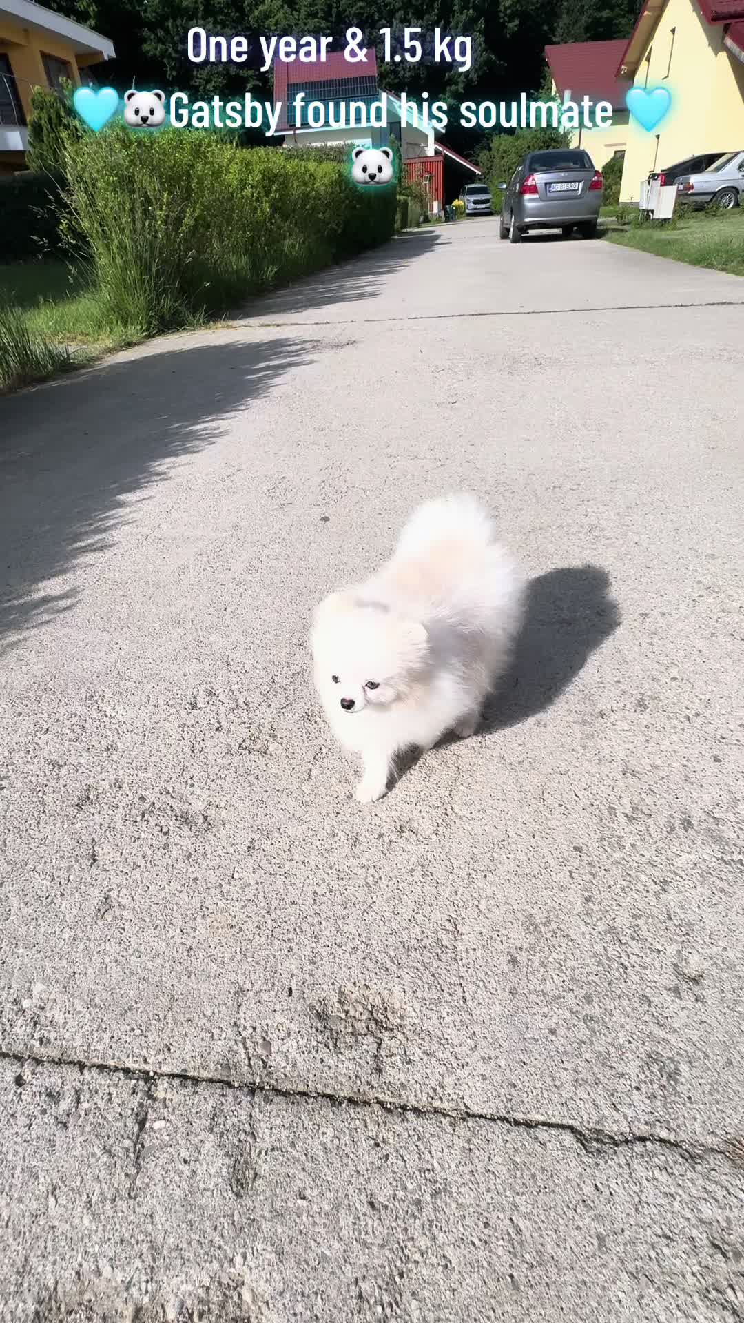 @Pomeranian.Glamour