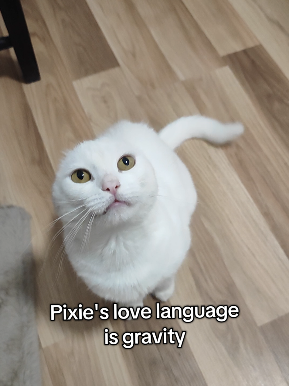 @Fluffy and Pixie