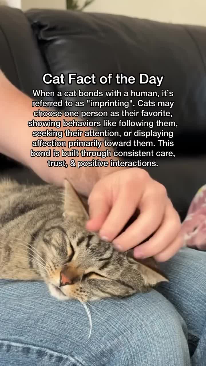 @Chip The Manx