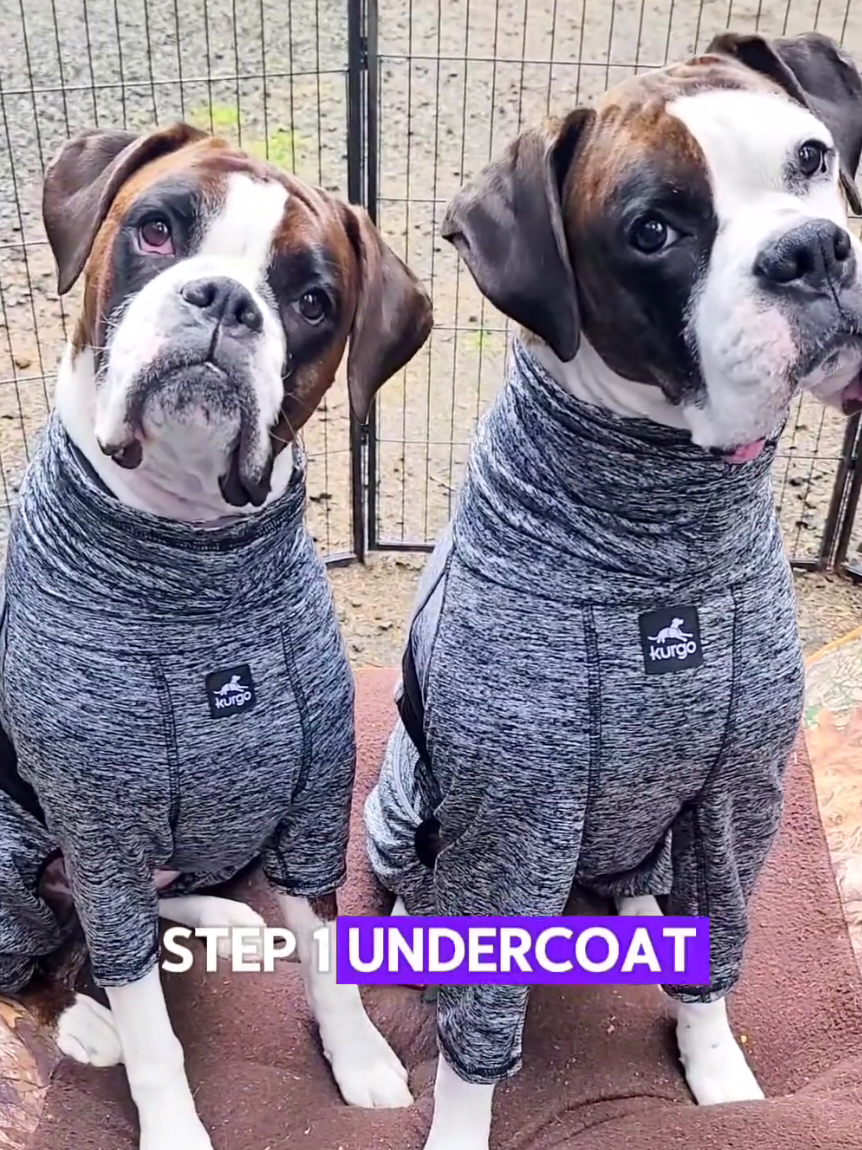 @BoxersLily&Elvis