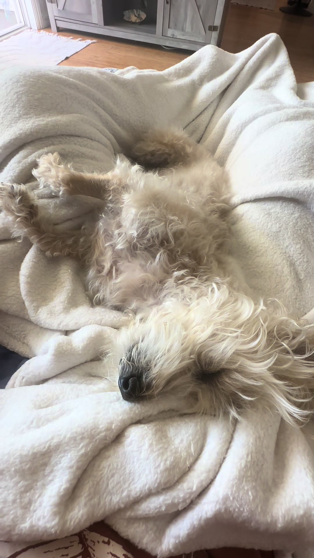 @He Was A PoodleBoi