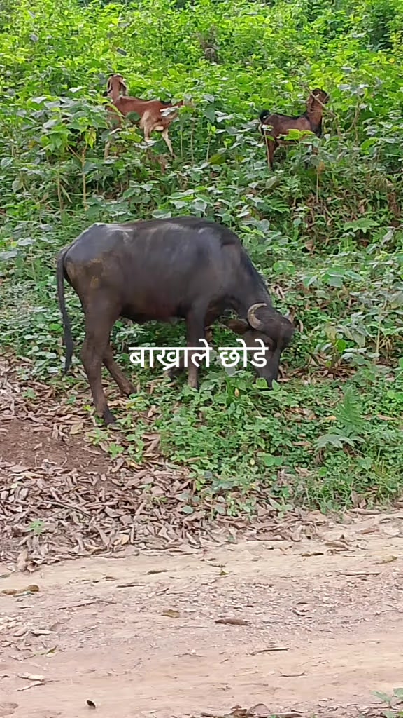 @दुर्गा थापा