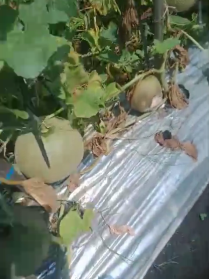 @Kempling Melon