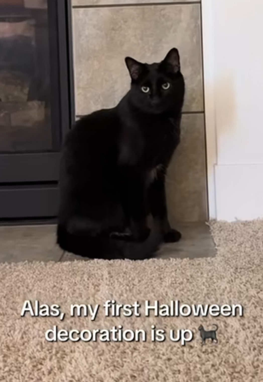 @furtastic4cats