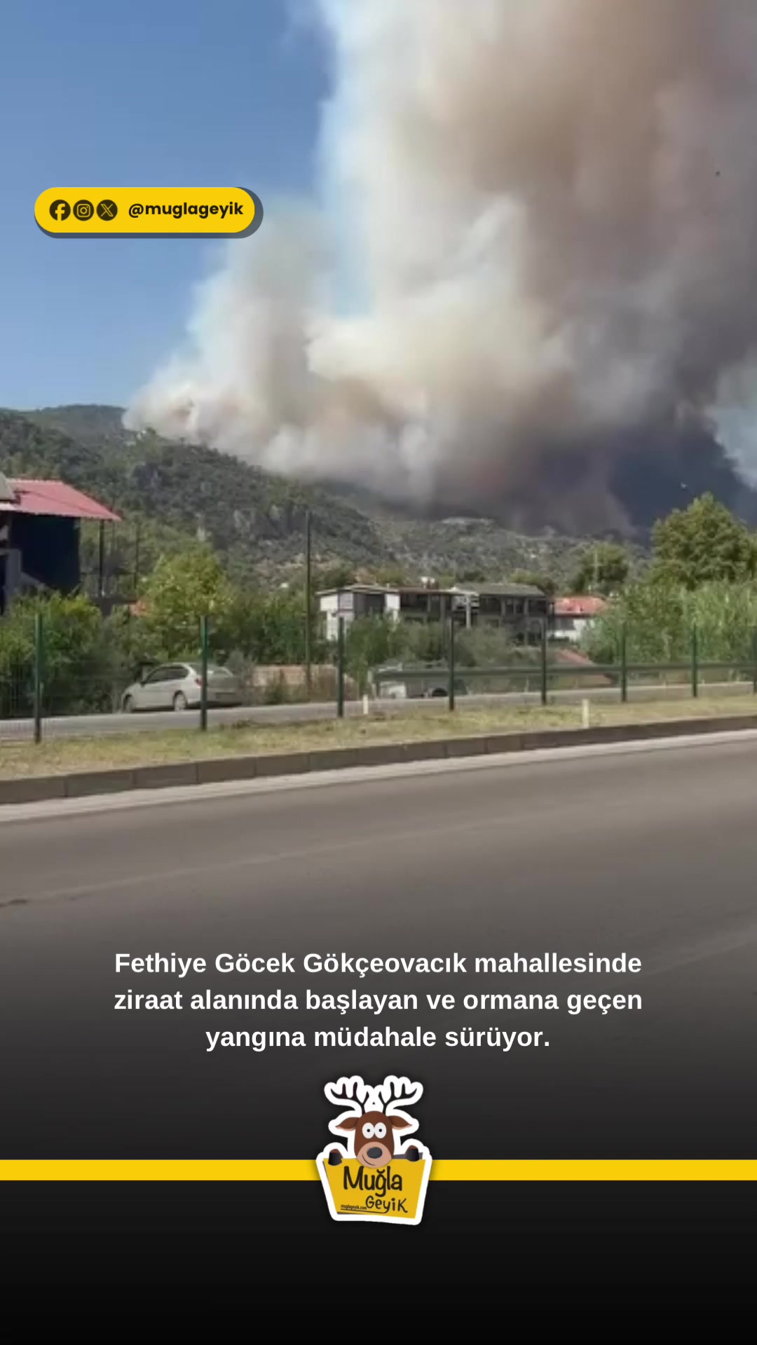 @Muğla Geyik