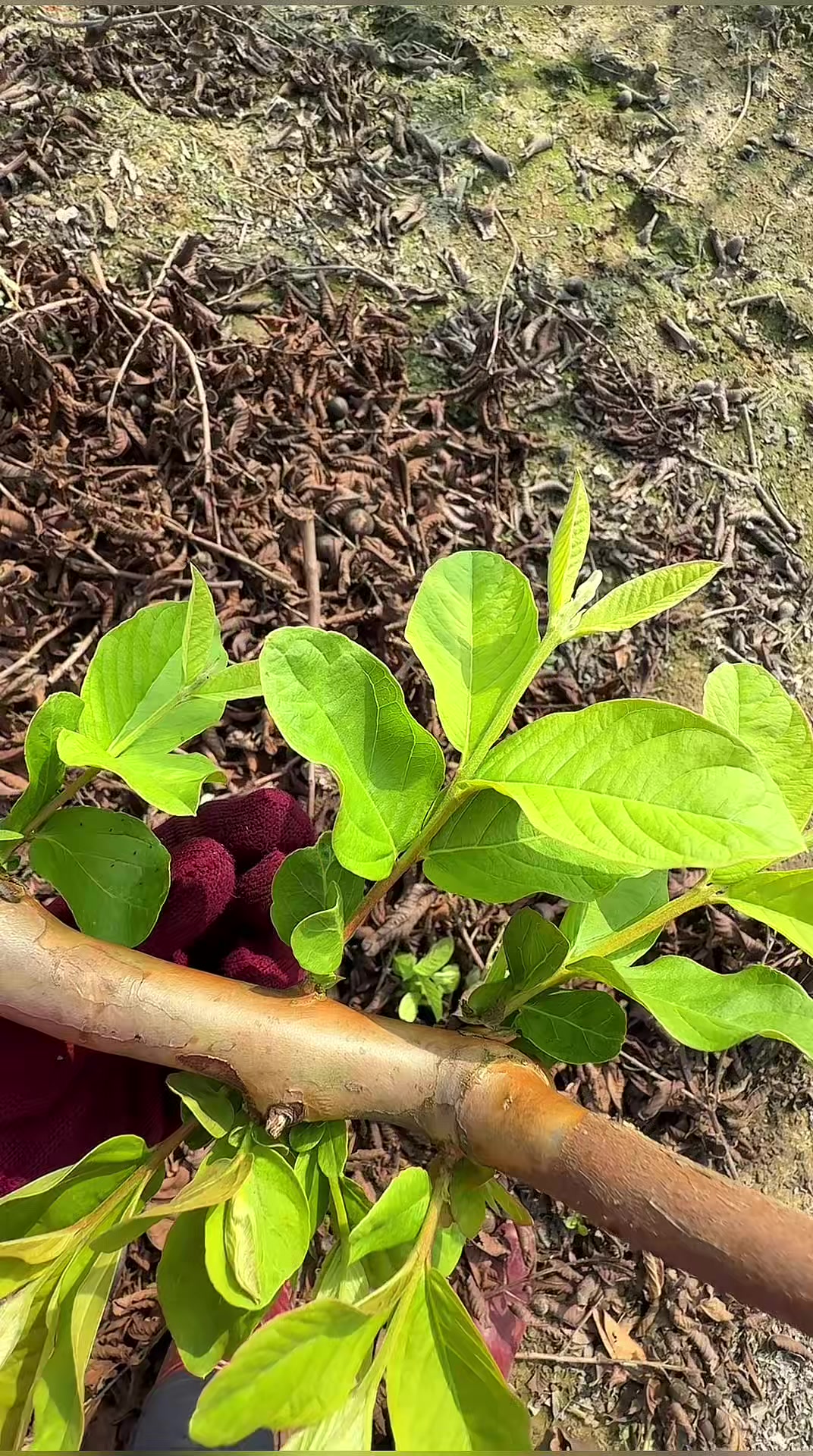 @滿幸福果園