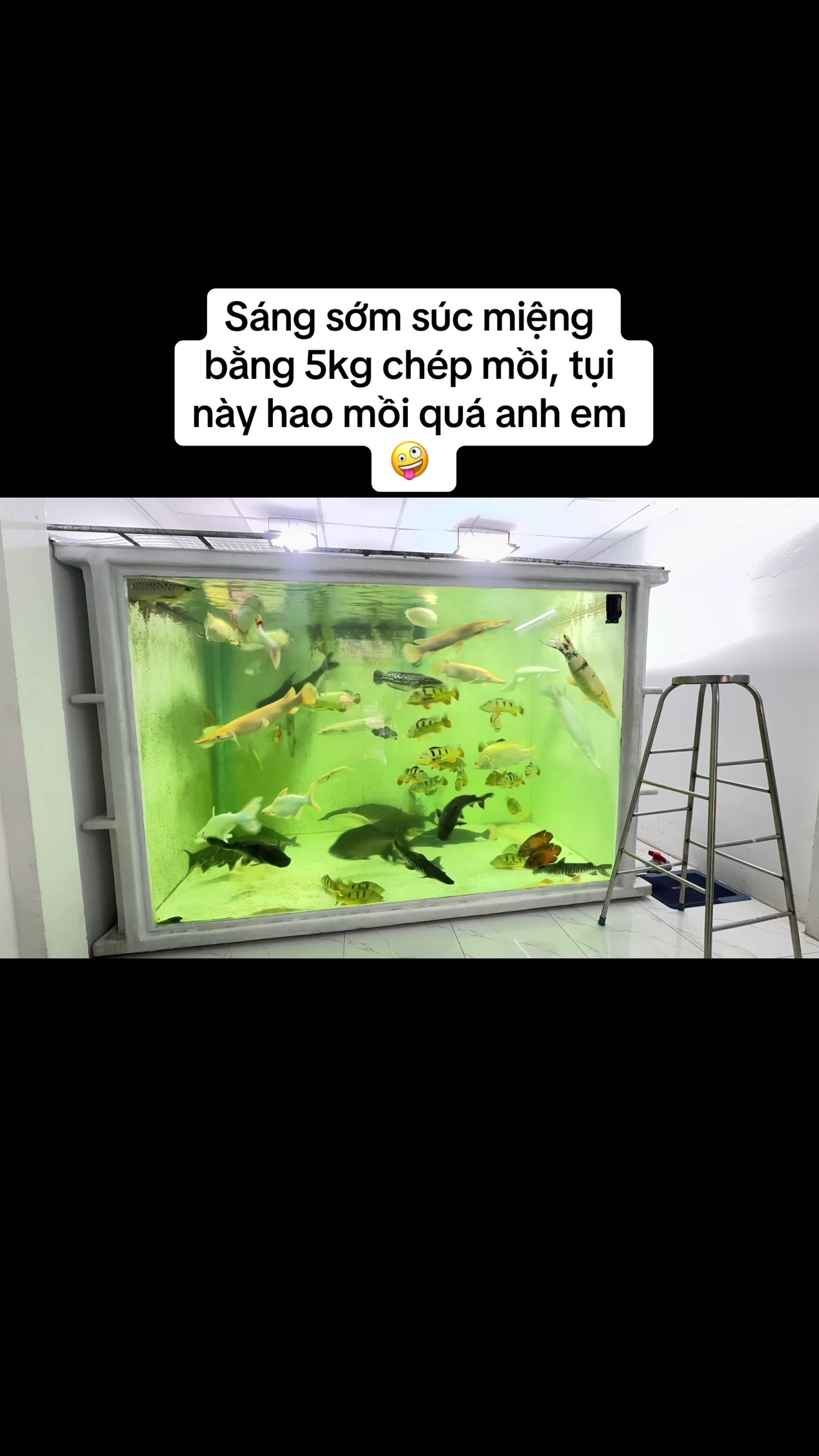 @Phát Đạt Bán Cá 😎🐠🦈