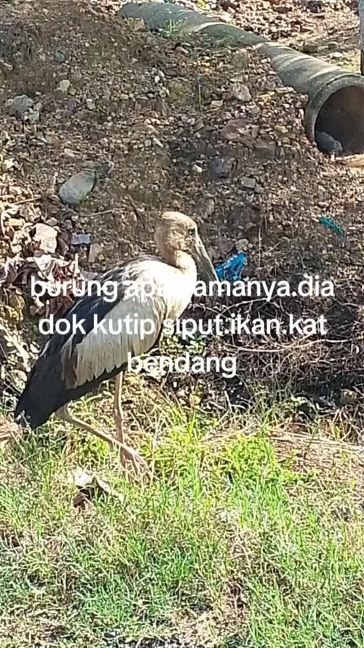 @pakwan