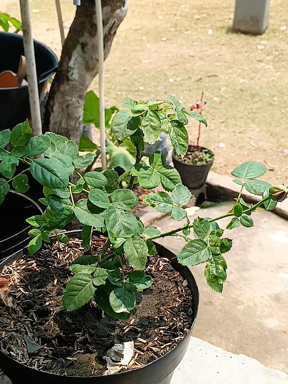 @susmawaati