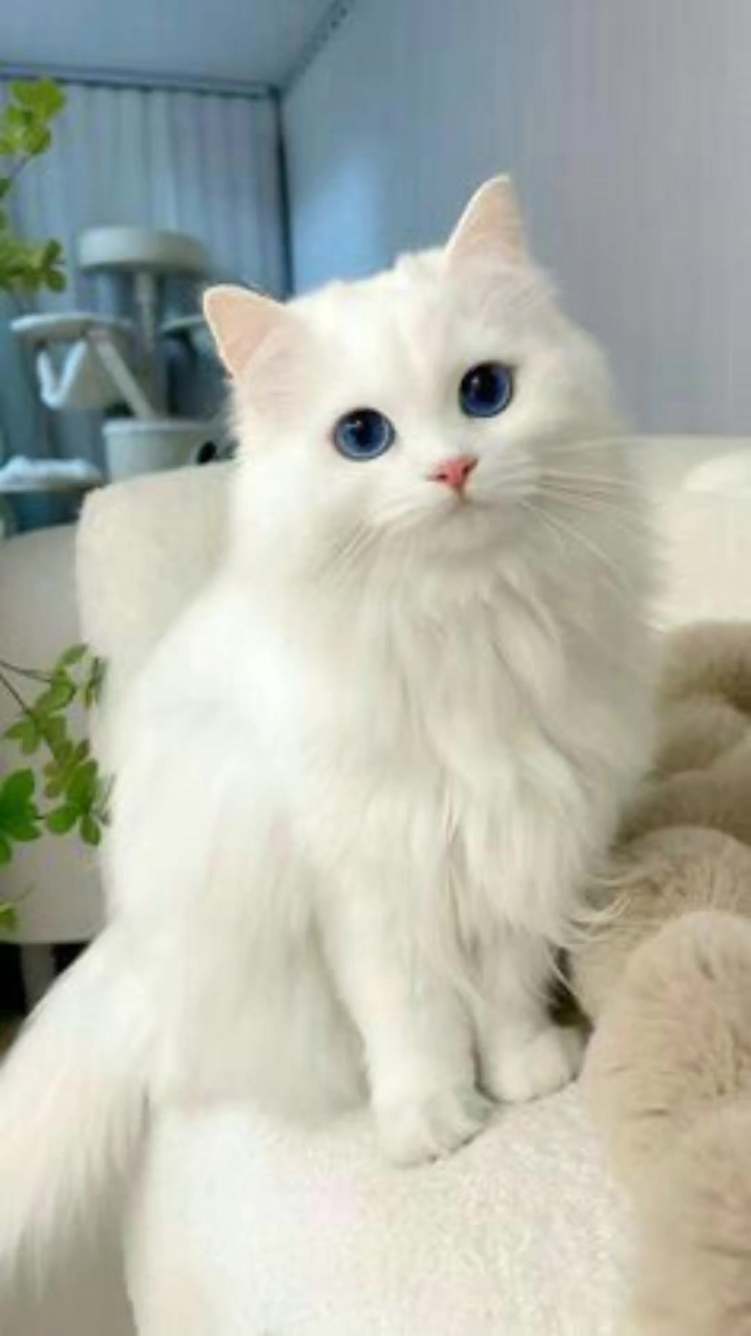 @MeowMagic