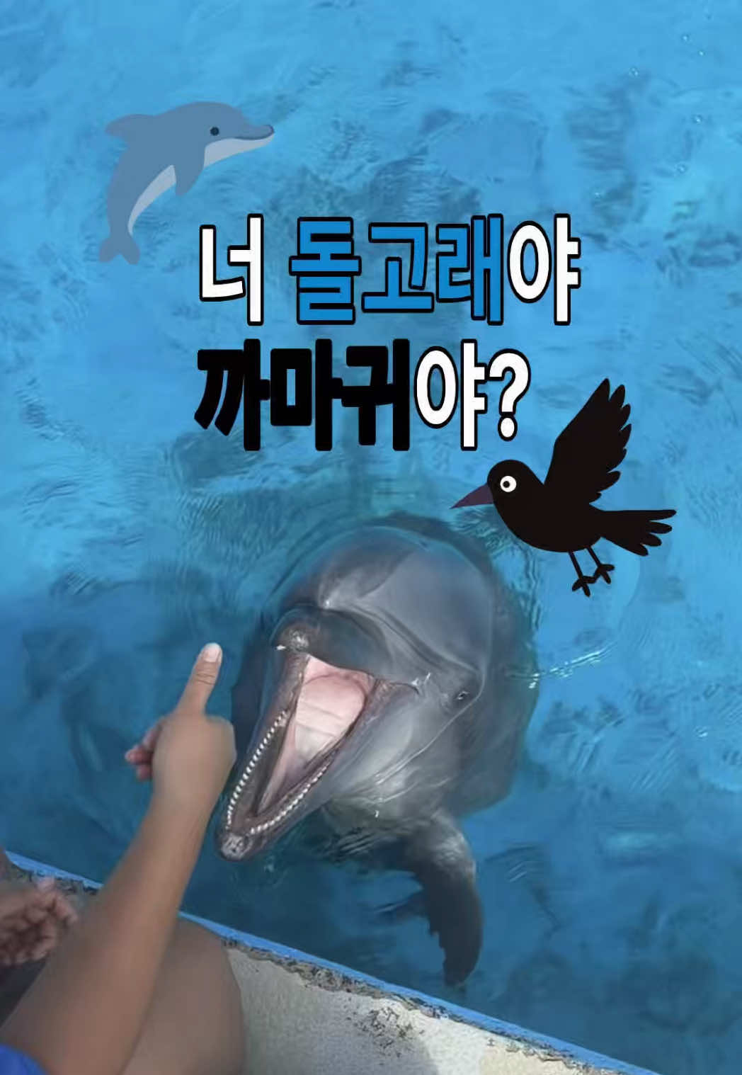 @DolphinTok