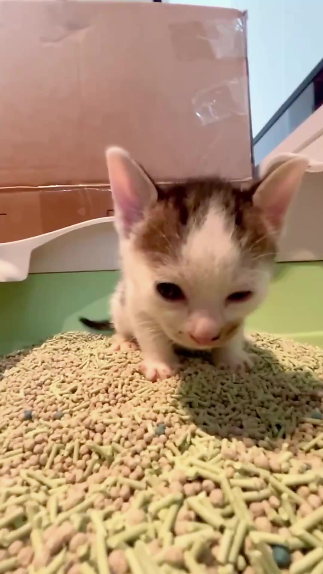 @catbosssss